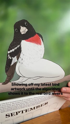 …then I think you deserve a brand new bird illustration every month. My extremely accurate birds calendar is on its final printing! www.tommysiegel.net #birdlife #birds #birding #artist | Tommy Siegel