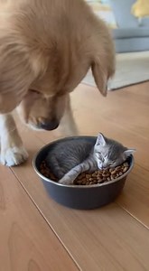 102K views · 1.7K reactions | Dog's Kindness to Sleeping Kitten See how a dog gently moves a kitten from its food bowl to a comfy bed. Adorable! #fblifestyle #AI Generated using Kling AI . . . (For entertainment purposes only. Consult professionals if guidance on activities is presented. No brand affiliation is implied if any are shown. If inspired by true events, creative adaptations may be included. Content may include public footage.) | Fabiosa Digest | Facebook