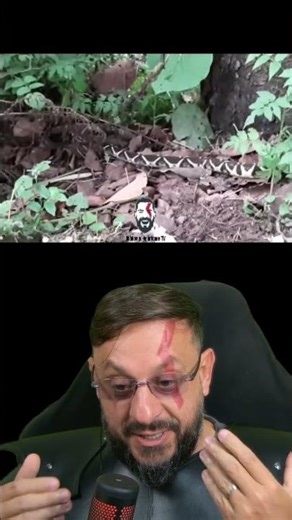 Belíssima jararacuçu #biologohenrique #animais #bichoesperto #biologo