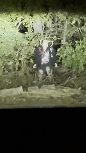 VOYD x GHOST HARDWARE Books lay scattered like bones, their pages trembling, whispering to the air, pleading to be heard. They held the weight of a thousand forbidden truths, yet even they could not comprehend what Voyd had become. It had once been knowledge. Now, it was hunger. | ghost____hardware