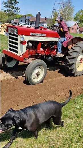 plowing a garden with a 1960 international 240 tractor