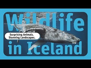 Wildlife in Iceland: Arctic Foxes, Whales, and Nature’s Great Survivors