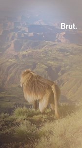 321K views · 1.2K reactions | En las tierras altas de Etiopía, a una altitud de más de 2000 metros, vive un primate único en su especie. Conocido como el "mono león", así son los gelada. | Brut tierra | Facebook