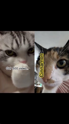 cat fails so hard #catsoftiktok #funny #shorts#animals