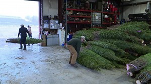 Christmas Tree Wholesalers Wrapping Up Business