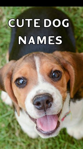 Cute Dog Names last one will blow your mind