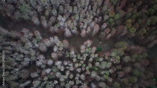 Bald cypress trees and Egrets Flying in the Wetland, Tanzhou, Zhongshan City