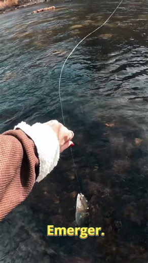 A quick eat on a caddis emerger