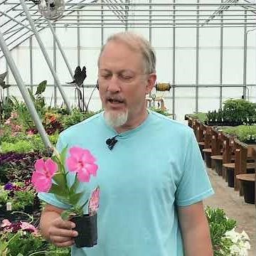 Grow Together: Tips for Growing Mandevilla Plants