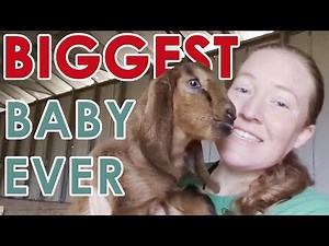 She STRUGGLED with birthing this HUGE baby! | Nubian Goat Birth