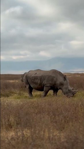 The White Rhino Is Back! | Inside Tanzania's Ngorongoro Crater