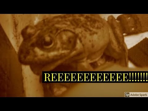 Screaming Frog Screeching When Touched