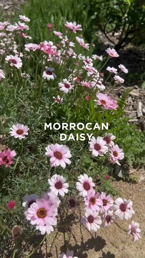 Heronswood is bursting with colour as the garden transitions from spring into summer. There’s something different unfolding each week so come grab a coffee, wander the meandering paths, and discover what’s flowering right now. Plan your visit today: https://www.diggers.com.au/pages/visit-heronswood?srsltid=AfmBOop9guHyuV93K4rMBA7JLcrhQtU_-2UJ4qDU9sL8zZs2WGOk1F4m | The Diggers Club