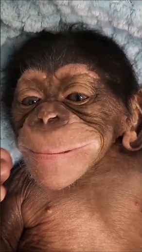 Cute newborn baby chimp!