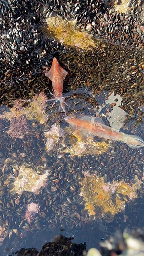 Amazing 🦑🦑😍 Alive calamari #cumicumi #calamares #calamar #videography #beachlife #reels #fyb | Ben Mouloud_vlogs