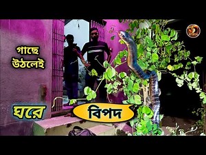 Giant Krait Snake Seen for the First Time by a Householder | Common Krait Snake Rescue | Krait bi...