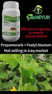 3.8K views · 72 reactions | against:Soil diseases for all vegetables: Pythium, Phytophthora. Downy mildew in cucurbits And has root and growth stimulant effect. Whatsapp:139 3046 4137 | Hebei TangYun Biotech CO.,Ltd | Facebook