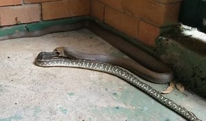 Brown snake recorded swallowing python whole in Australia! Video of rare sight goes viral on the internet