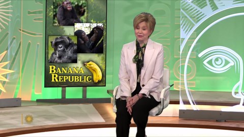 Chimp Haven, the world's largest chimpanzee sanctuary