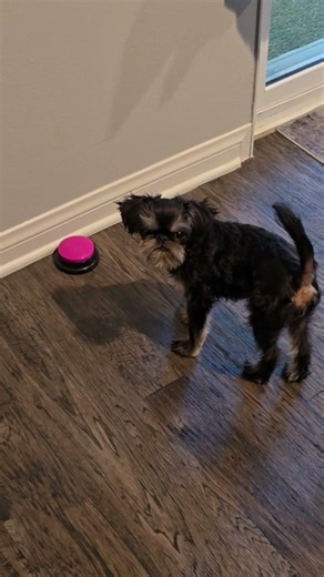 Tiny Brussels Griffon takes button pushing very serious 🐾 #brusselsgriffon #cutedog