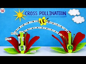 Cross Pollination 3D Working Model 🌸 | Biology/ Science Project