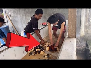 INI RAHASIA COMBORAN ‪@SetiaFarm‬
