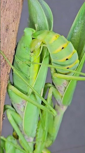 Praying Mantis Mating with a Headless Female