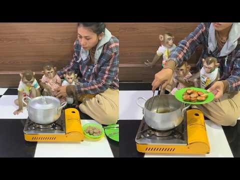 Cute Baby Monkeys Watch Sausages Being Cooked | Adorable Mealtime Moments ❤️🐵
