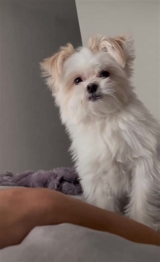 Cuddly Maltipom Shows Neediness in Adorable Way