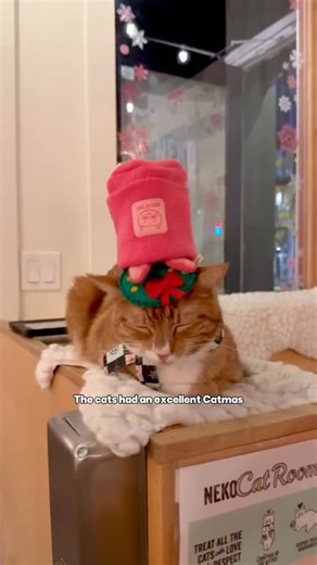 NEKO Cat Cafe on Instagram: "Shoutout to @firstmatekasikspetfoods for the dry food. Santa didn’t see a dROP and still gave these kids their unsettling dreams 🎄🪨"