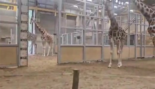 Guide dog puppies go for a walk on the wild side at Edinburgh Zoo! 🦮 We've teamed up with the zoo to develop our pups’ confidence around animals and wildlife. Our video explains how our puppies prepared for their exciting day out. Didn't they do well? 🐾 Could you help raise a guide dog puppy? Find opportunities near you at www.guidedogs.org.uk/puppyraising. [The 5m 11s video, voiced by Puppy Development Supervisor Fiona, shows our puppies and volunteers at the zoo and at home, preparing for th