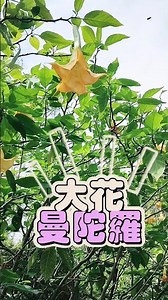 Common poisonous plants found in low-lying mountains: Angel's Trumpet / Brugmansia suaveolens