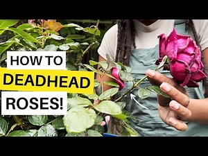 Deadheading Roses For Beginners!😃✂️🌹Step By Step🌿#rosepruning