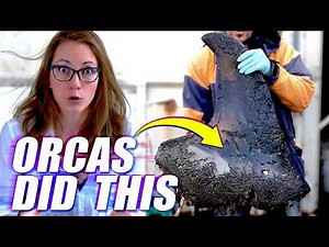 Orcas Attacked Another Orca... And Solved A Decades Long Mystery