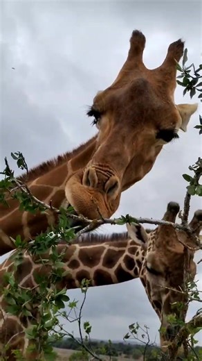 Giraffes in Spring: Nature's Leaf Browsers