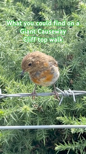 Giants Causeway cliff top walk #giantscauseway #irishtourism #northernireland #ireland