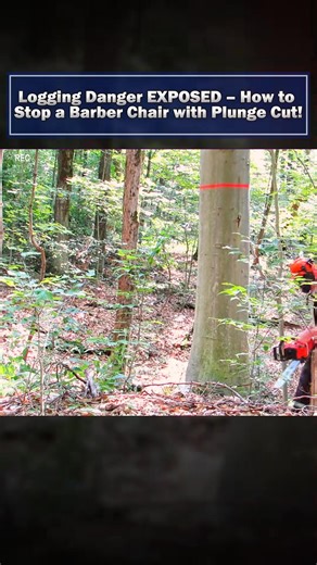 27K views · 79 reactions | Logging Danger EXPOSED How to Stop a Barber Chair with Plunge Cut | Ruimfor | Facebook