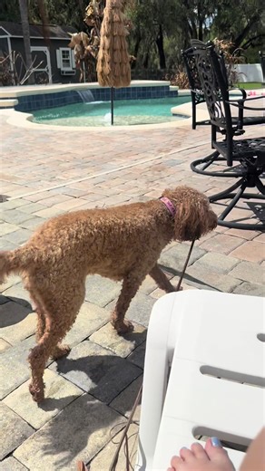 Spring Break Fix: Golden Doodle Poolside Adventure