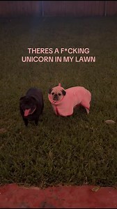 Baby Cookie Sees a Unicorn on the Lawn