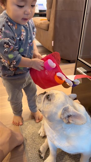 2歳児が愛犬に鬼の仮面を付けようとしたらこうなった… #日常 #家族 #フレンチブルドッグ