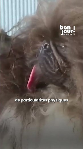 🐶 Le chien le plus moche du monde a été élu