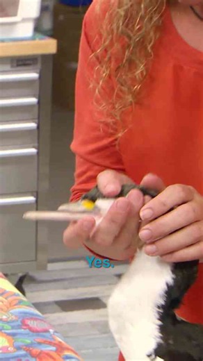 How this bird survives with half a beak missing