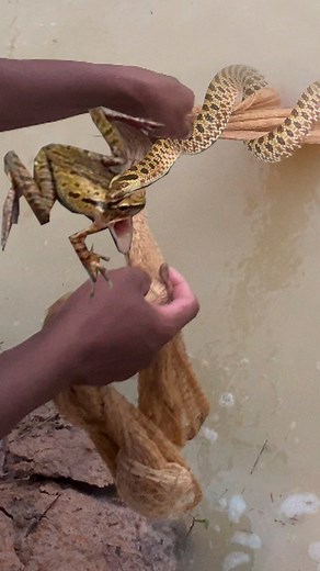 Holiday For Man To Fishing For Cooking Tonight ( Eating Snake With Frog ) #snake #snakesofinstagram #snakes #reptile #reptiles #reptilesofinstagram #ballpython #python #reptilelover #nature #snakesofig #ballpythonsofinstagram #animals #wildlife #snakelover #ballpythons #exoticpets #pet #art #petsofinstagram #pets #royalpython #animal #ballpythonmorphs #reptilekeeper #boa #serpent #herpetology #tattoo #snakebreeder #frog #frogs #frogsofinstagram #nature #amphibian #amphibians #froggy #amphibianso