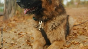 Paws with claws of German shepherd dog close-up on sand with leaves surface . Purebred dog. Pet walking in forest. Outdoor.