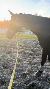 Does it feel like your horse always has a new issue? Ulcers, splints, stiffness, uneven steps, head, tossing…I’ve been there. It felt like one problem after another. For Frida, it turned out those little things were connected to one big issue - her neck. Neck pain and horses is often misunderstood or overlooked, and sometimes the signs are more subtle than we realize. Knowing the signs could make a difference for your horse. ❤️ #horsehealth #neckpain #lameness #vetmed #equestrianlife | Dizzdalla