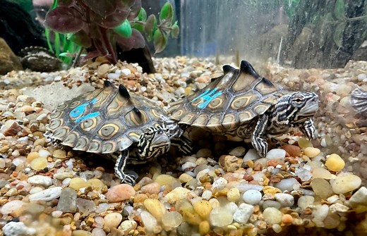 New Orleans’ Audubon Aquarium welcomes rare Ringed Map Turtles during winter