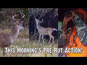 This Morning's Pre-Rut Action: Bucks Sparring and Scrapes Heating Up