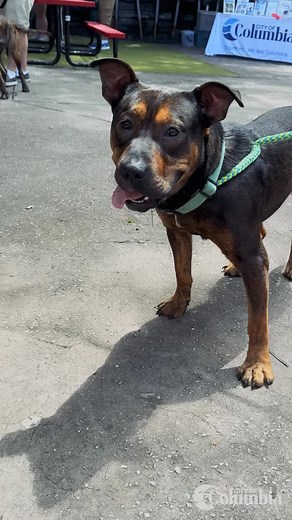 Calling all dog lovers❤️ #NationalRescueDogDay is one week away! Celebrate by adopting your new best friend at @columbiaanimalservices for FREE on May 20. Columbia Animal Services is located at 127 Humane Ln. Columbia, SC 29209. #TogetherWeAreColumbia | City of Columbia Government | Facebook