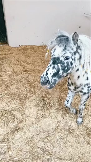 Venta de Pony y Caballos Finos en México