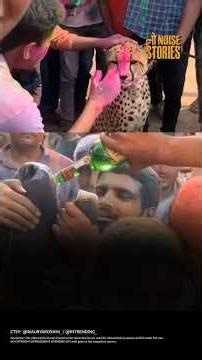 Shocking Animal Cruelty Clips Trigger Nationwide Debate on Safety and Rights